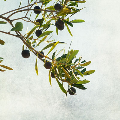 Olive Branch by Nick Kenrick