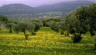 Sardinia Maristella Olive Grove. Image via Wikipedia.